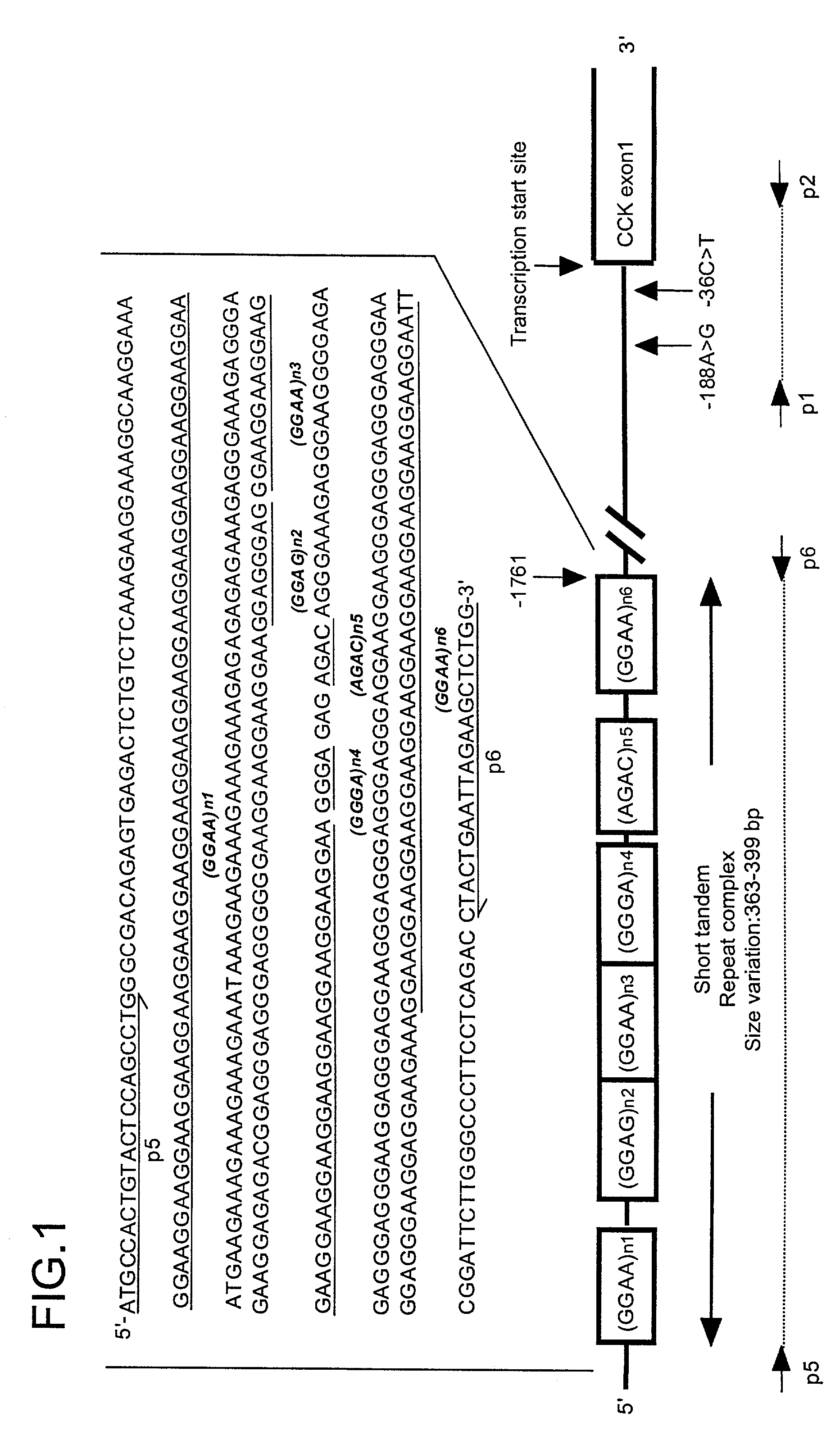 Polymorphic DNAs and their use for diagnosis of susceptibility to panic disorder