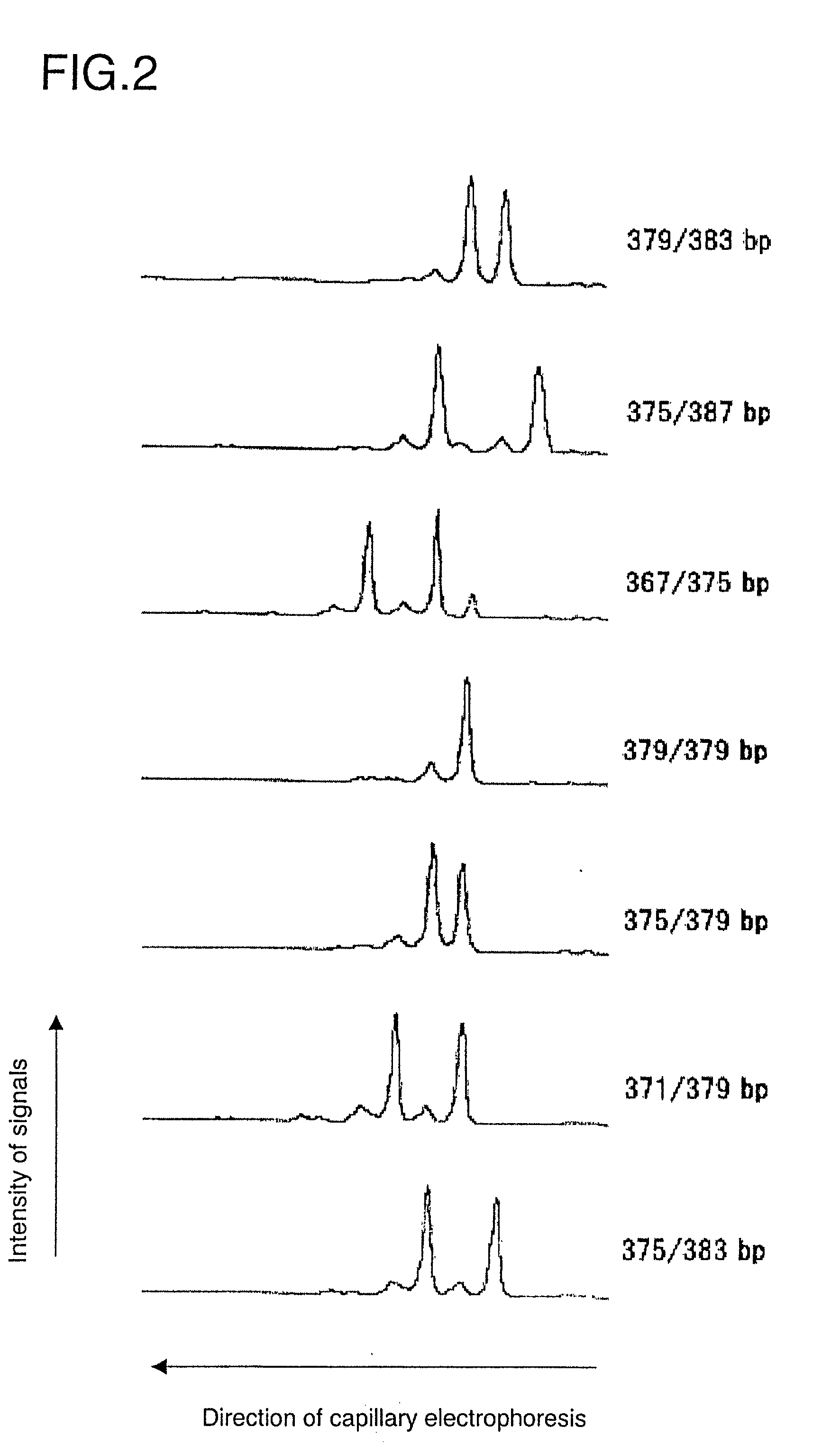 Polymorphic DNAs and their use for diagnosis of susceptibility to panic disorder