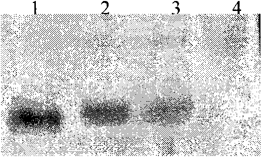 Preparation of new apolipoprotein C-I