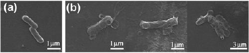 Preparation method of antibacterial nano material