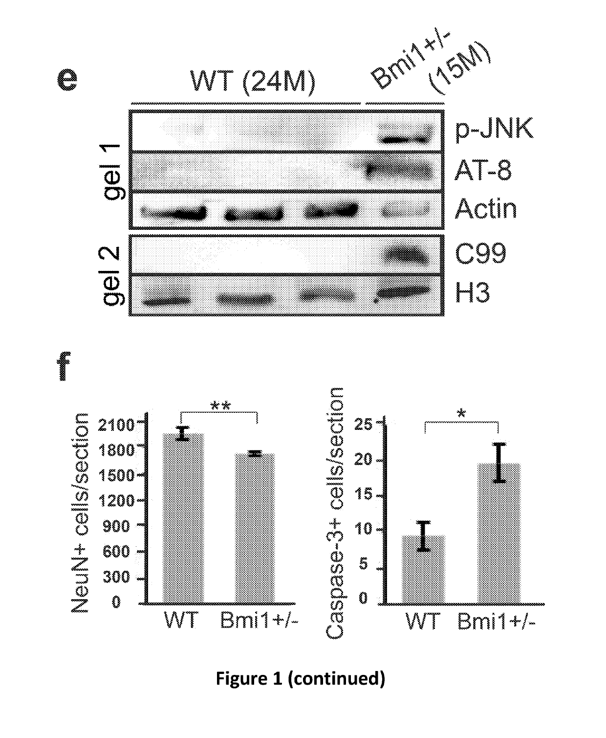 Cortical neuron cell model of alzheimer's disease based on bmi1 deficiency, and uses thereof