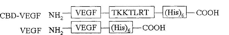 Vascular endothelial growth factor specifically combined with collagen and application thereof