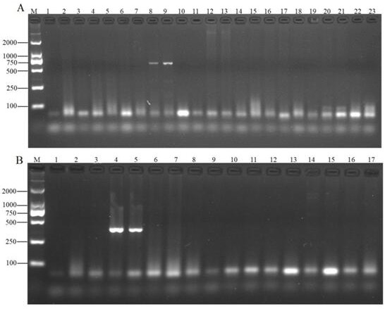 Application of gene TSA in detection of collybia albuminosa derived components