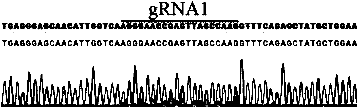 Method for rapidly establishing Cas9 dual-element expression carrier library of paired sg RNA