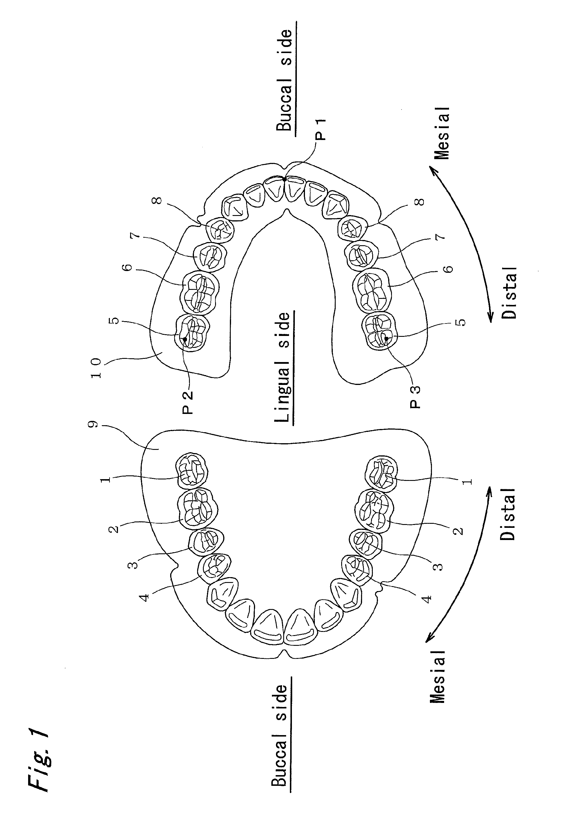 Artificial molar teeth