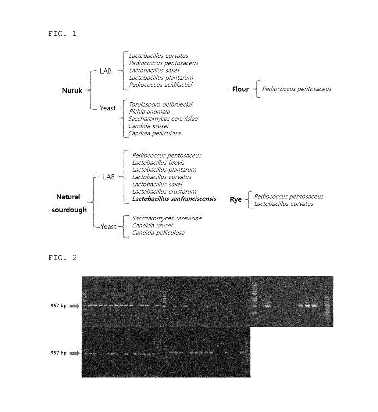Natural yeast and lactic acid bacteria isolated from korean traditional nuruk to be used for bakery