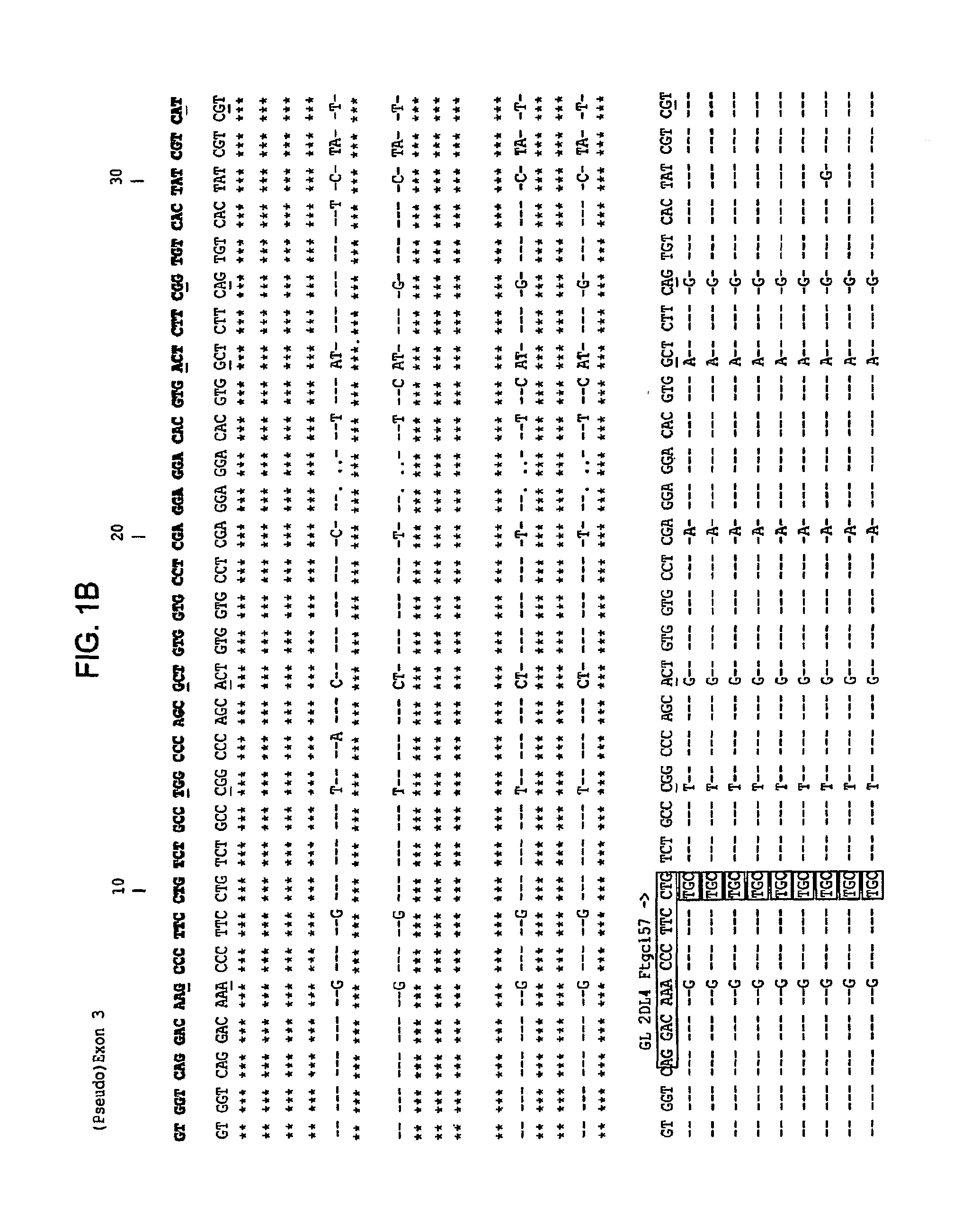 Methods and compositions for KIR genotyping
