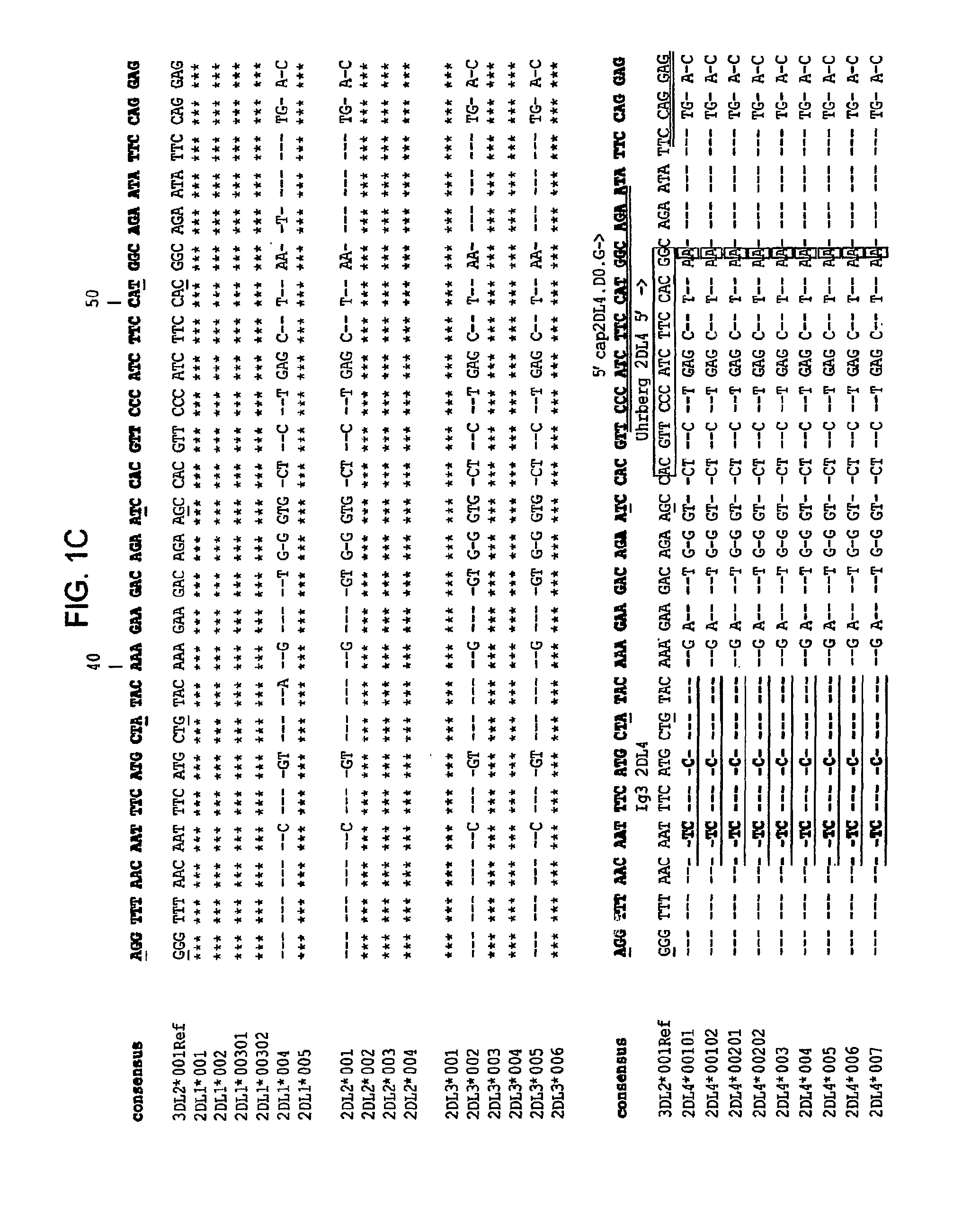 Methods and compositions for KIR genotyping