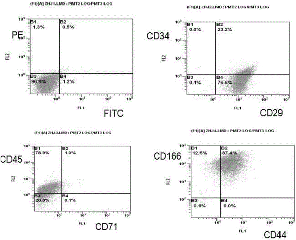 Isolated culture and differentiation method for testicular mesenchymal stem cells