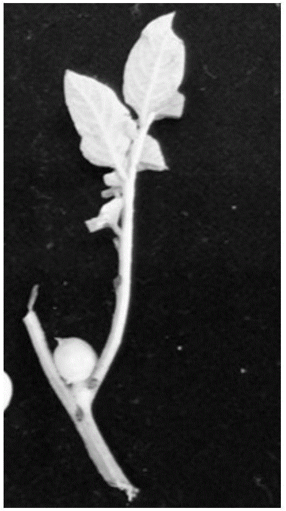 Method for rapidly propagating mini potato by using potato stem segment