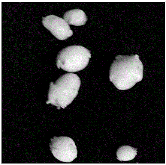 Method for rapidly propagating mini potato by using potato stem segment