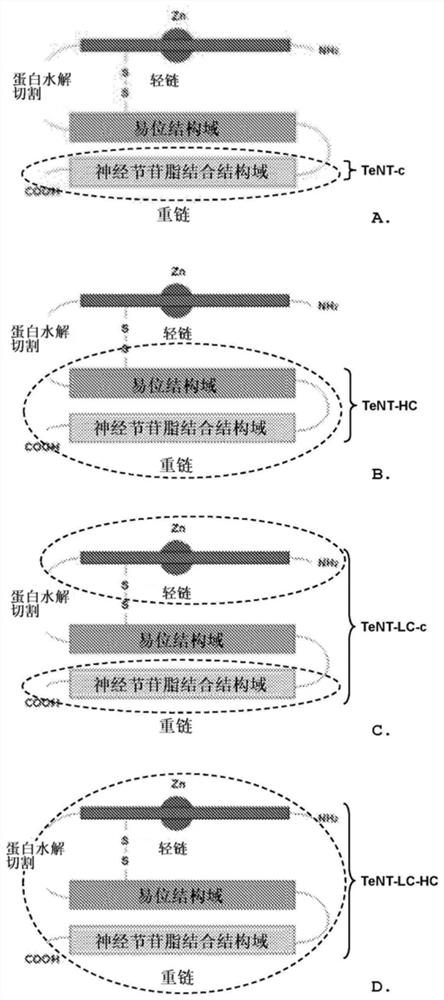 Pegylated tetanus neurotoxins and treatment of hypotonia