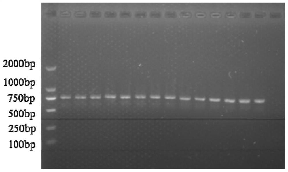 Amplification primer pair for lactic acid bacteria sequencing, lactic acid bacteria species identification method and application