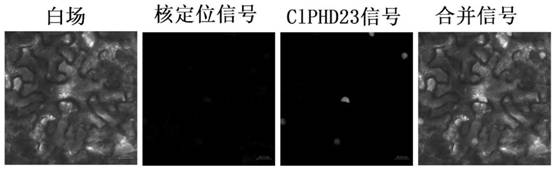 Wilt-resistant PHD transcription factor ClPHD23 as well as gene, expression vector, transformant and application thereof