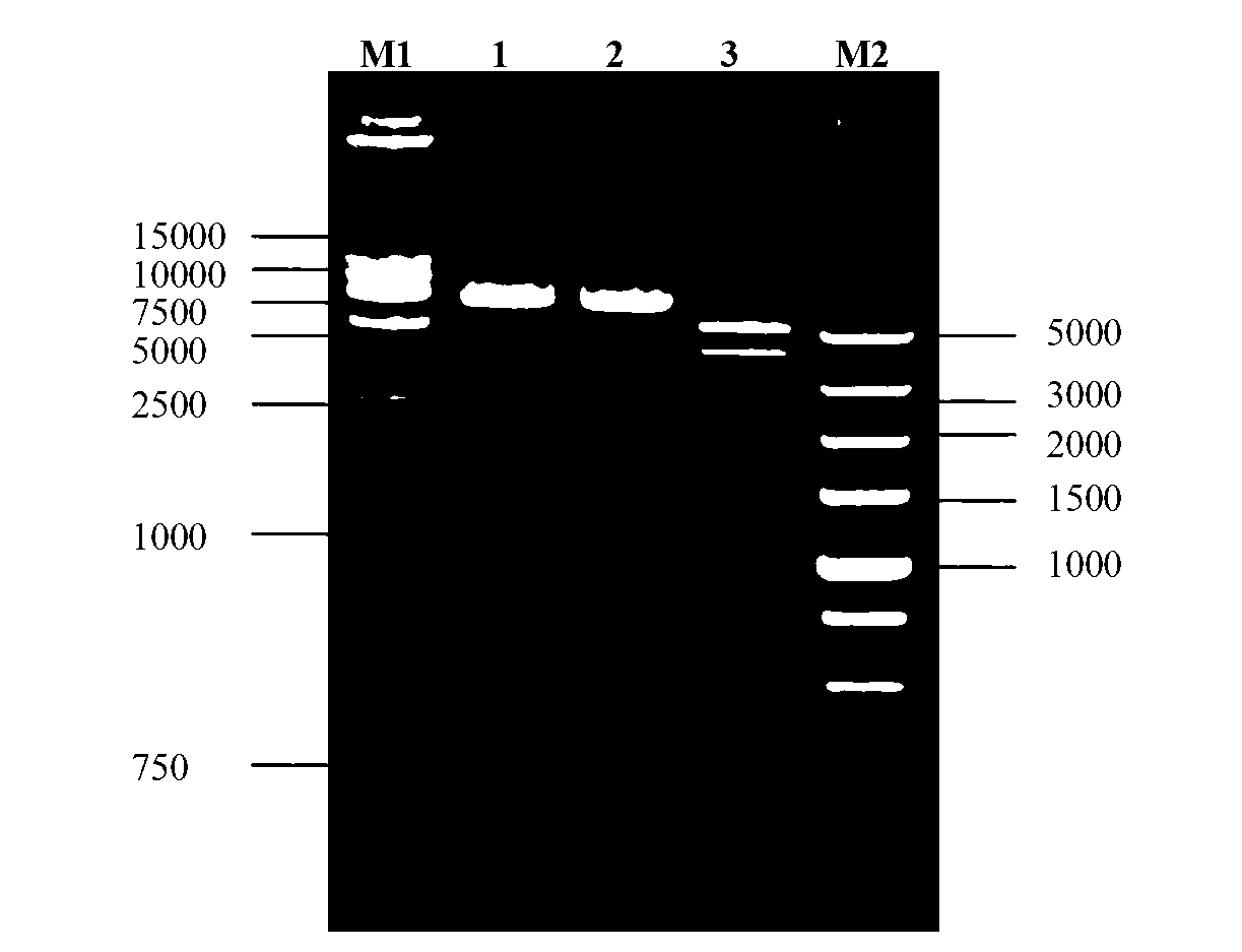 Porcine O-type foot-and-mouth disease virus recombinant baculovirus as well as preparation method and application thereof
