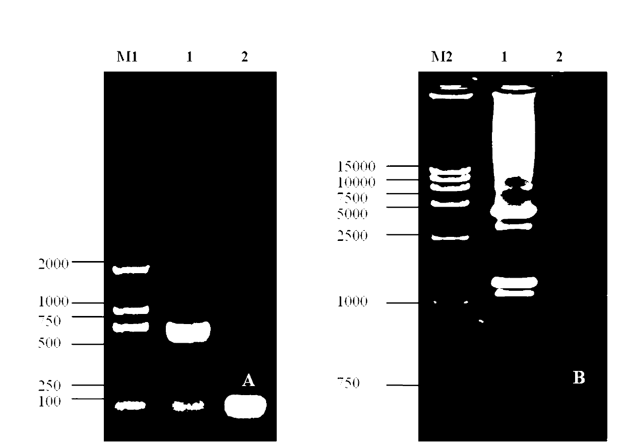 Porcine O-type foot-and-mouth disease virus recombinant baculovirus as well as preparation method and application thereof