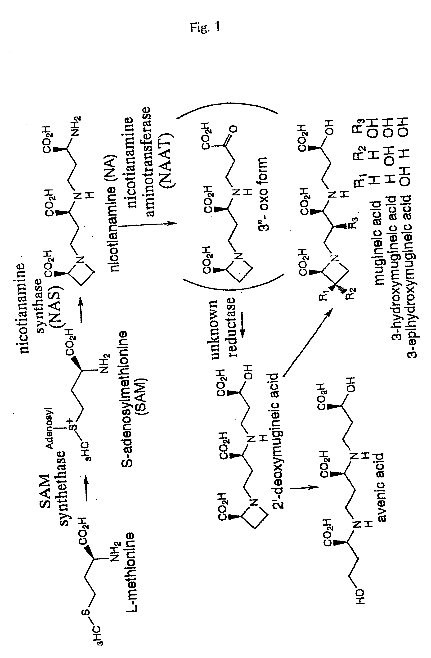 Nicotianamine synthase and gene encoding the same