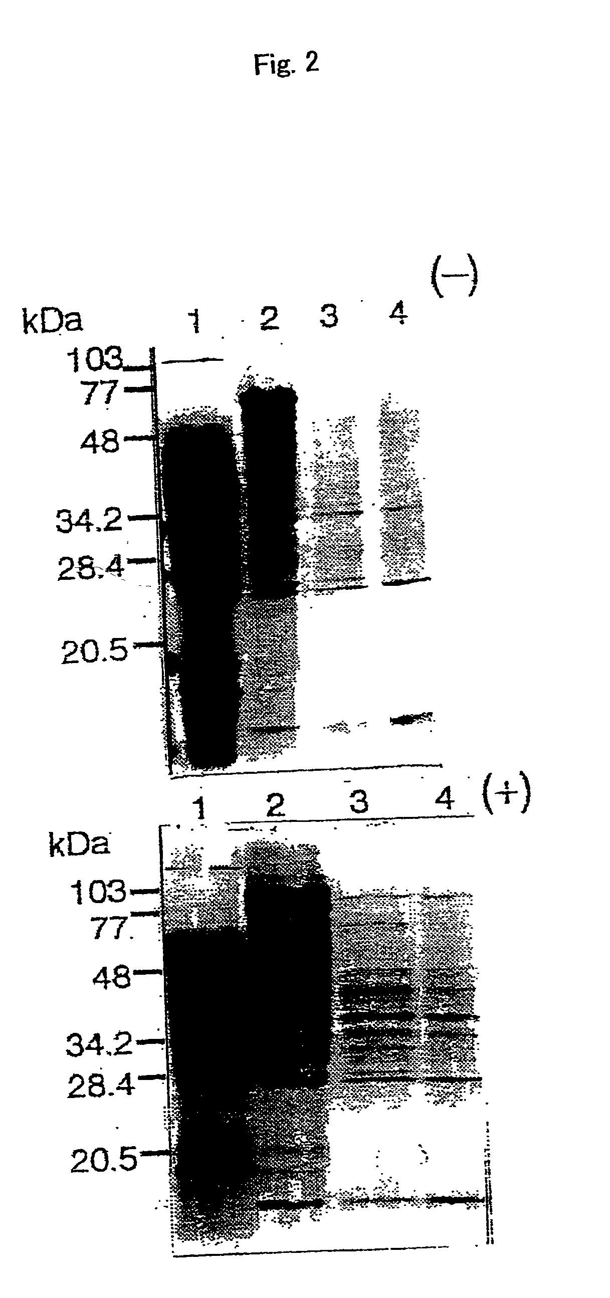 Nicotianamine synthase and gene encoding the same