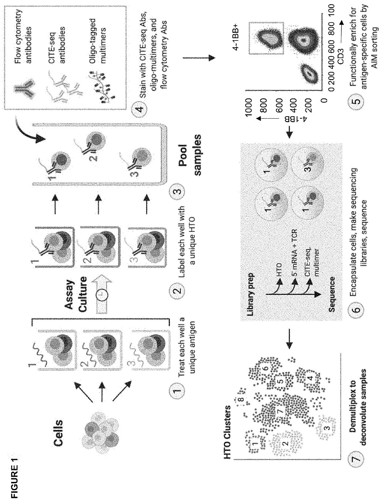High-throughput method to screen cognate T cell and epitope reactivities in primary human cells