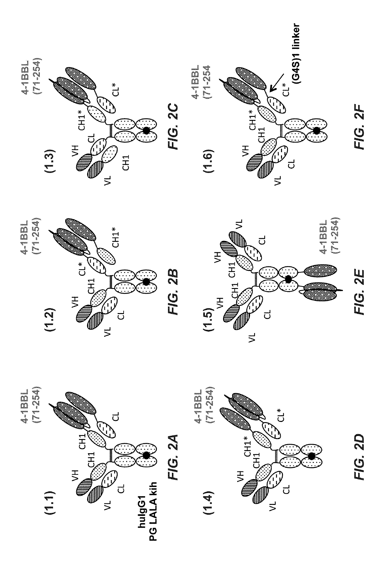 Tumor necrosis factor (TNF) family ligand trimer-containing antigen-binding molecules
