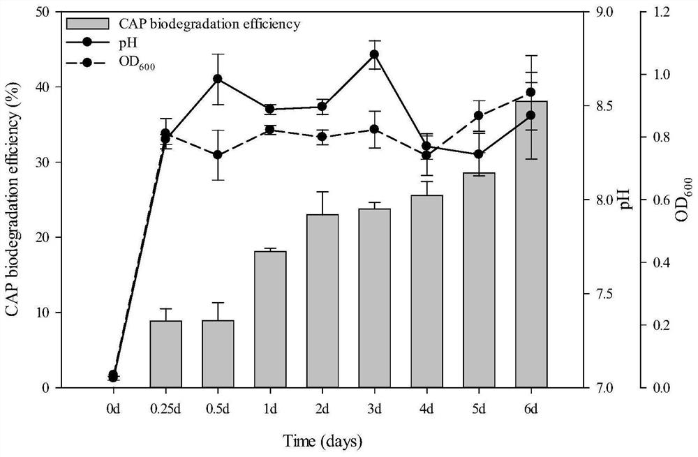 Klebsiella variicola and application thereof in removal of chloramphenicol and cadmium ions