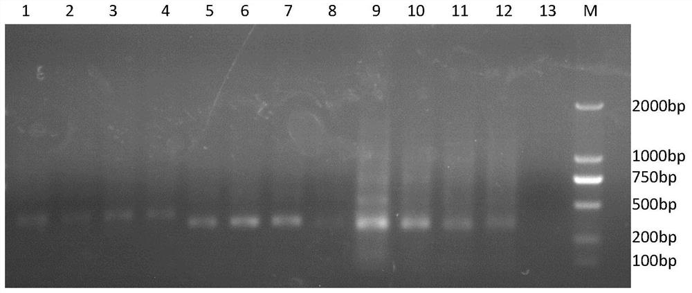 A kind of scfv antibody against African swine fever virus and preparation method thereof