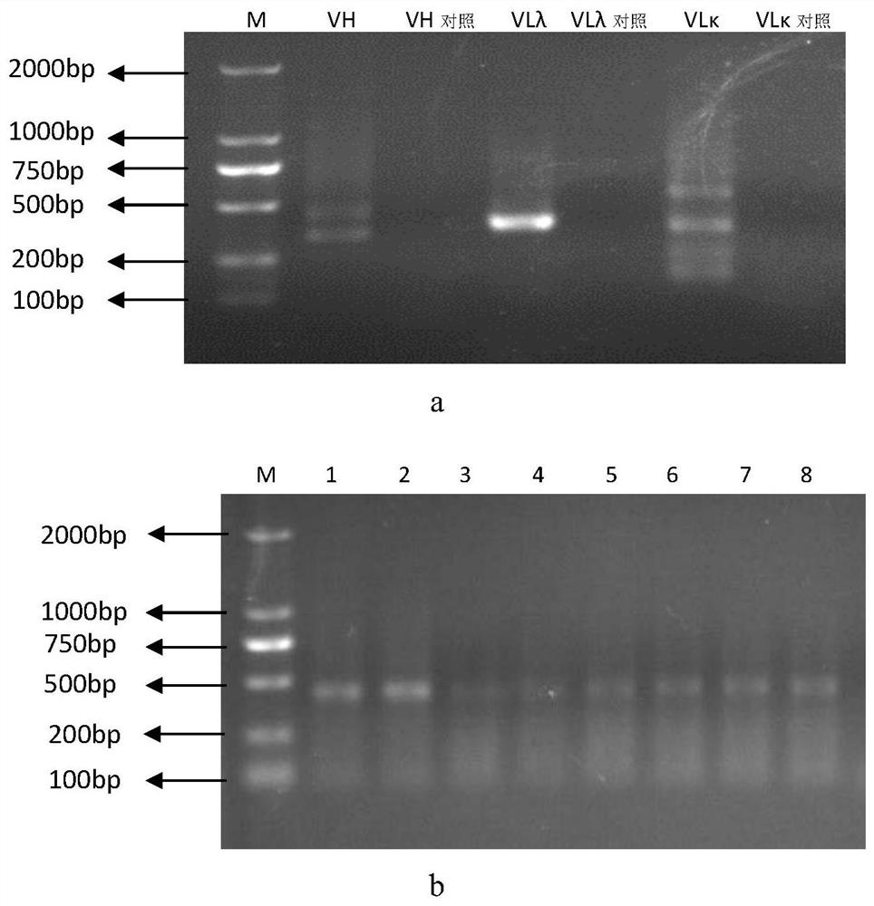 A kind of scfv antibody against African swine fever virus and preparation method thereof