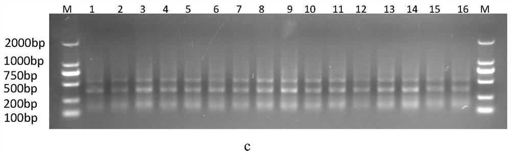 A kind of scfv antibody against African swine fever virus and preparation method thereof