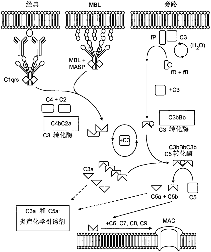 Antagonists of complement system for use in methods of treating paraproteinemia neuropathy