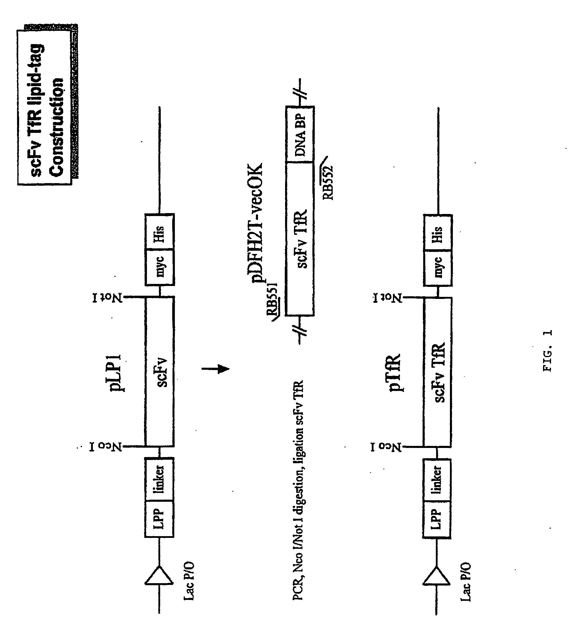 Antibody fragment-targeted immunoliposomes for systemic gene delivery