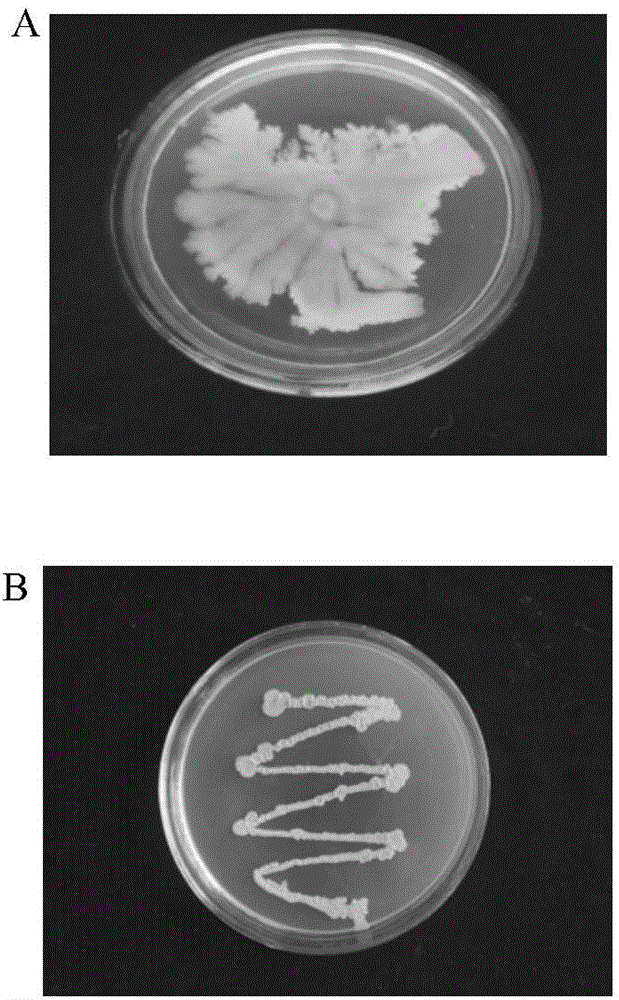 Bacillus subtilis JN005 and application thereof in prevention and control of rice blast