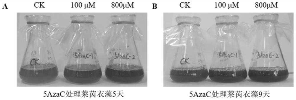 A method for increasing the biomass and carotenoid content of Chlamydomonas reinhardtii by using DNA methyltransferase inhibitors