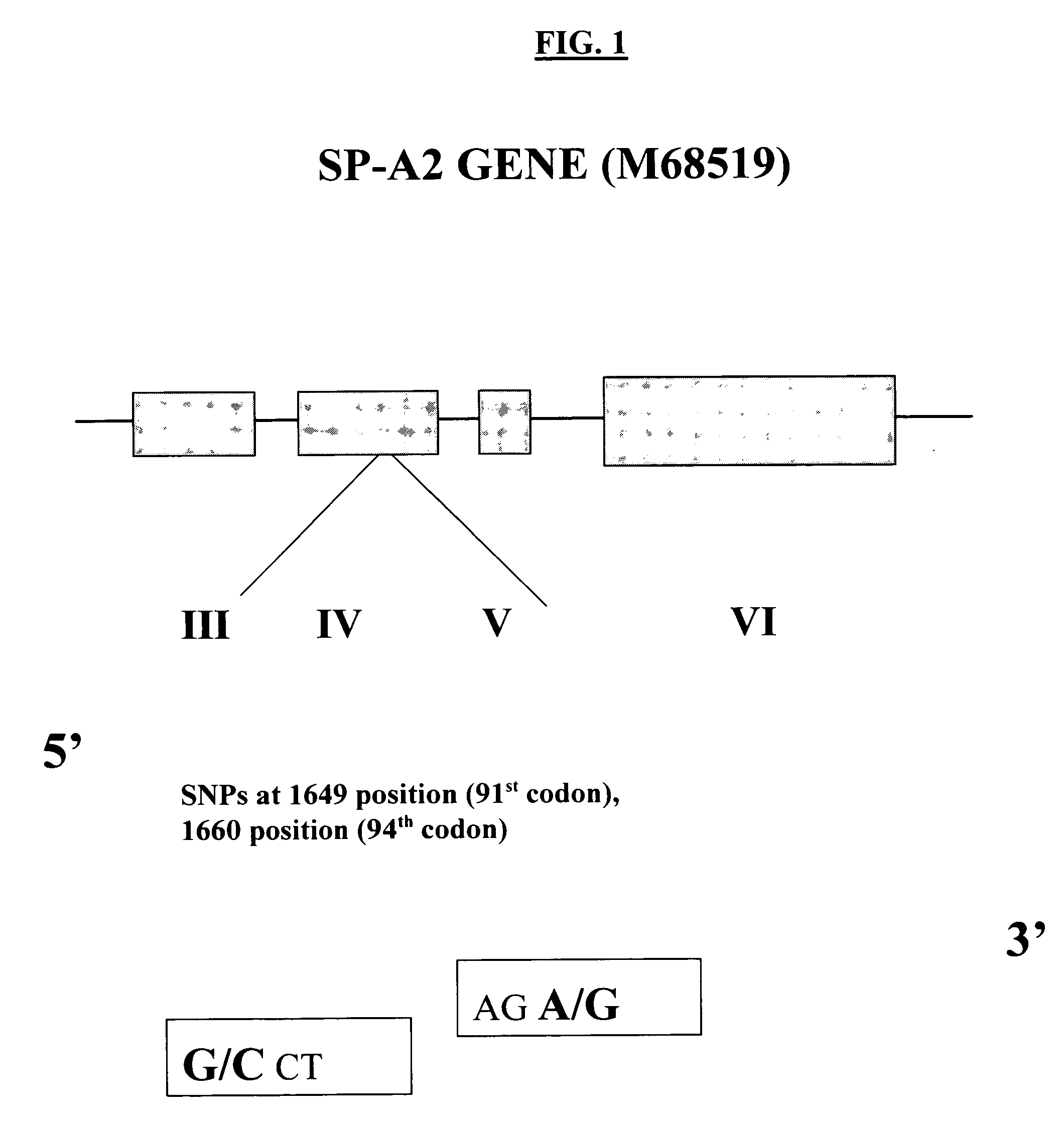 Method of detection of SP-A2 gene variants useful for prediction of predisposition to aspergillosis