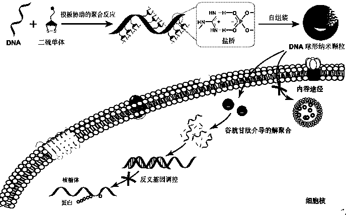 Preparation method and application of nucleic acid spherical nano particle drug