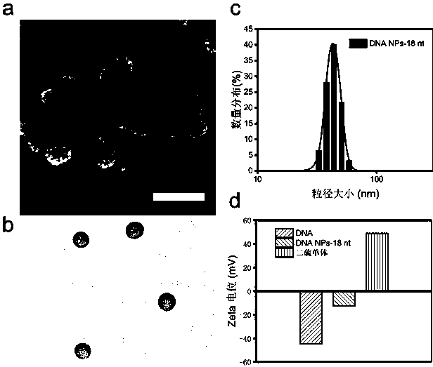 Preparation method and application of nucleic acid spherical nano particle drug
