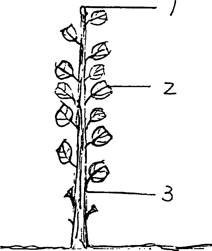 Nursery stock pruning method of ilex