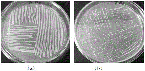 Prawn feed additive containing Rhodobacter Capsulatus and Bacillus subtilis strains, and application thereof