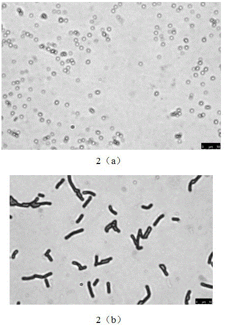 Prawn feed additive containing Rhodobacter Capsulatus and Bacillus subtilis strains, and application thereof