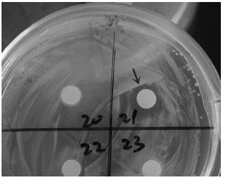 Prawn feed additive containing Rhodobacter Capsulatus and Bacillus subtilis strains, and application thereof