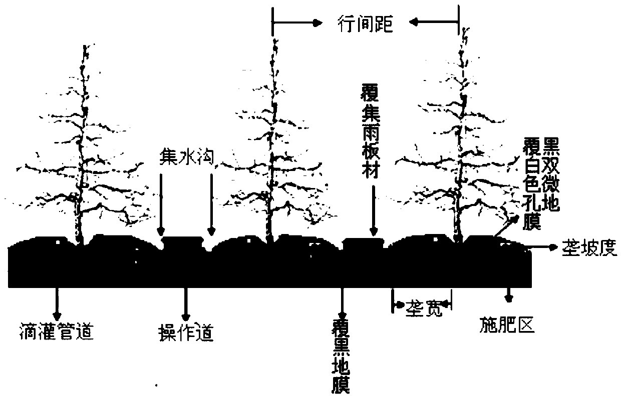 Rain-collecting drip irrigation method of apple orchard in dry land covered with black and white double-color microporous film
