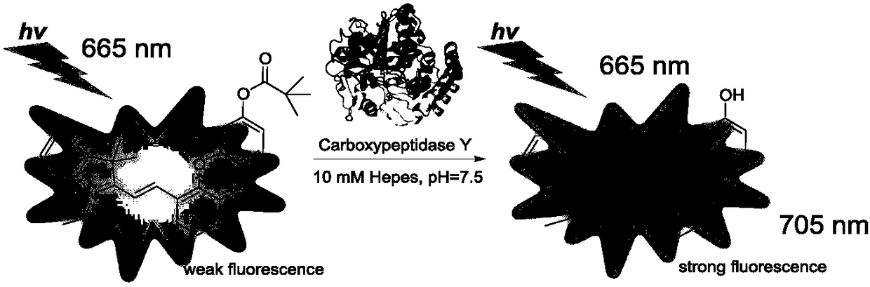 Hemicyanine-based fluorescent probe for detecting carboxypeptidase Y, preparation method and applications thereof