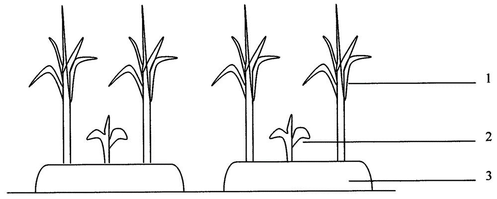 Method for interplanting sugarcane with corn
