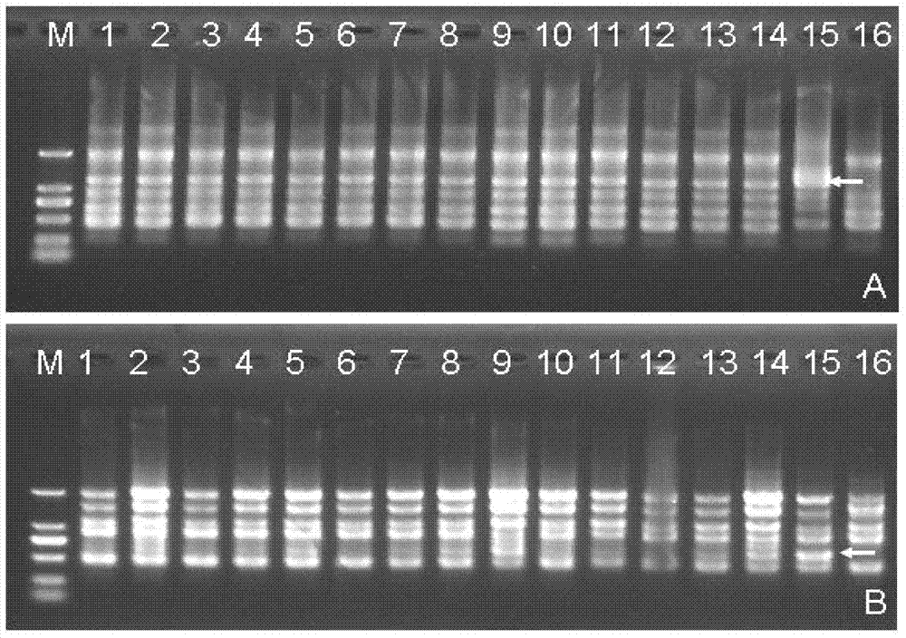 A dna molecular labeling method based on single primer amplification reaction