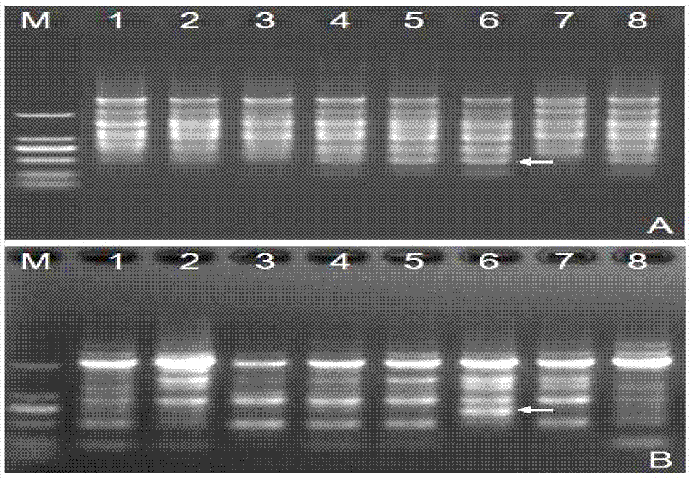 A dna molecular labeling method based on single primer amplification reaction