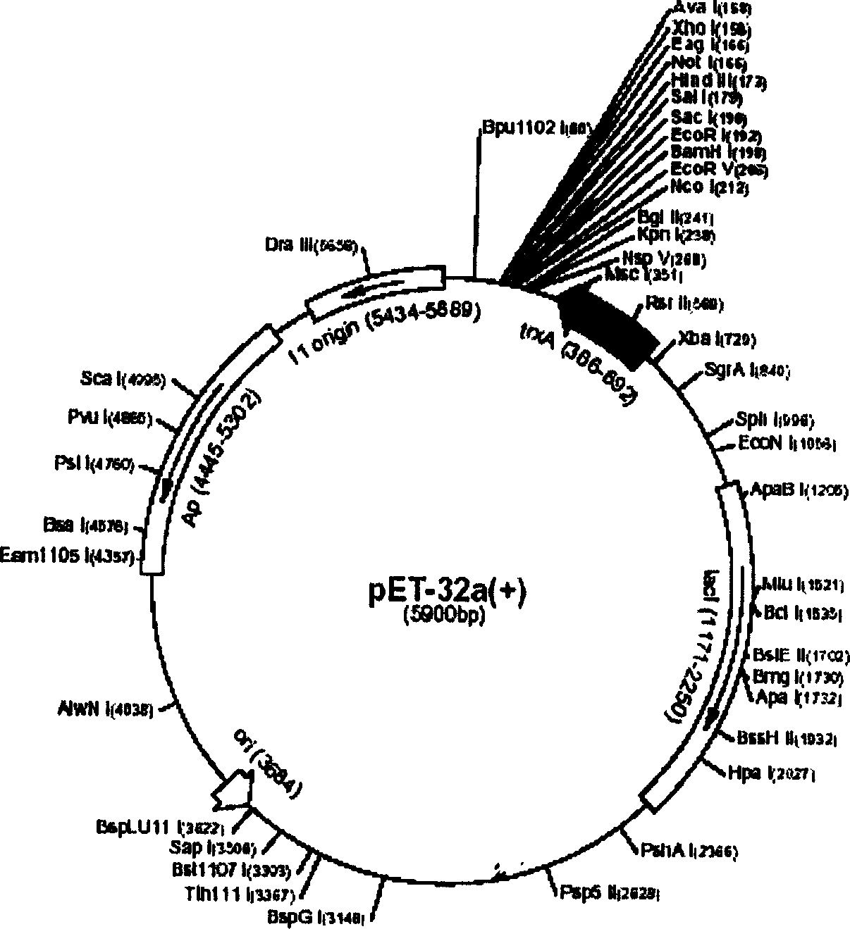 Preparation process of antibacterial peptide