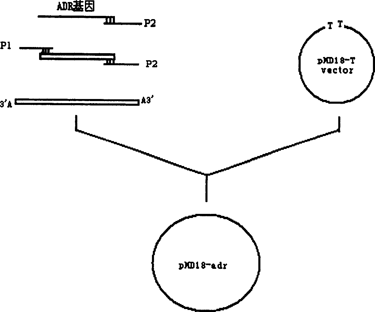 Preparation process of antibacterial peptide