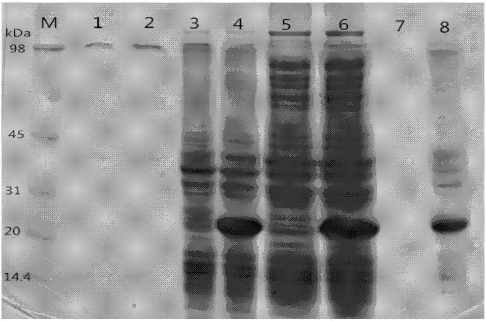 Expression and purification method of phospholipase A1 accessory protein PlaS