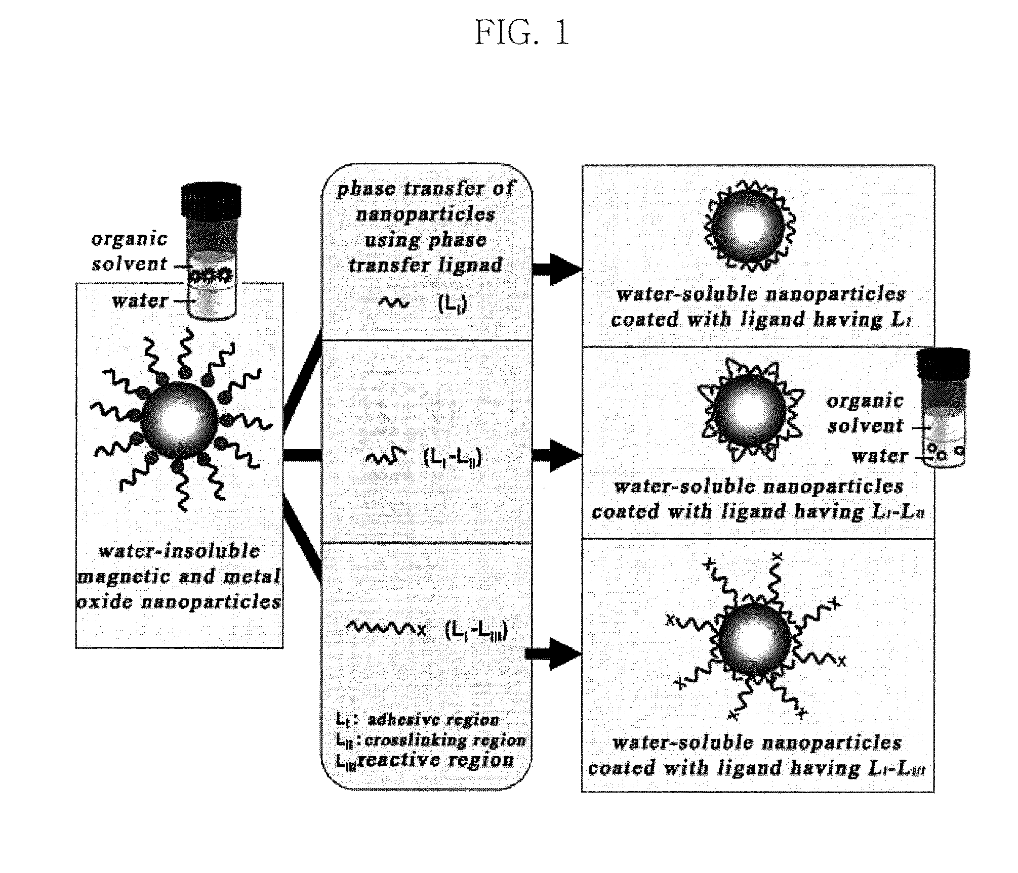 Water-soluble magnetic or metal oxide nanoparticles coated with ligands, preparation method and usage thereof