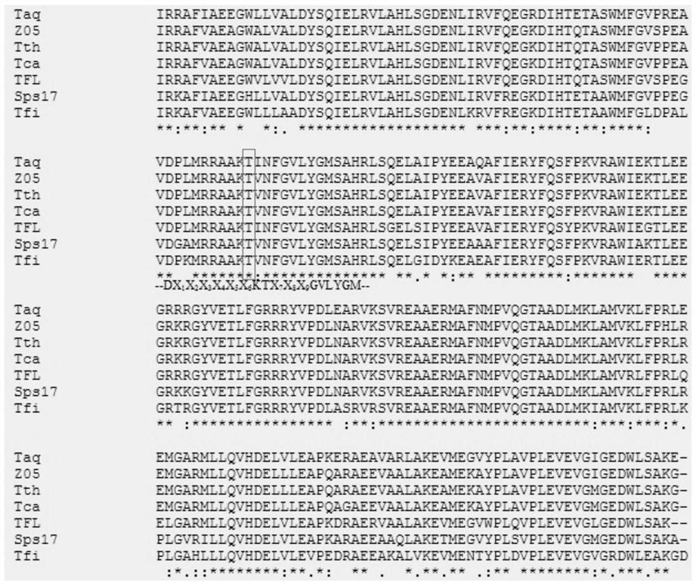 A kind of mutant type a dna polymerase and its coding gene and application