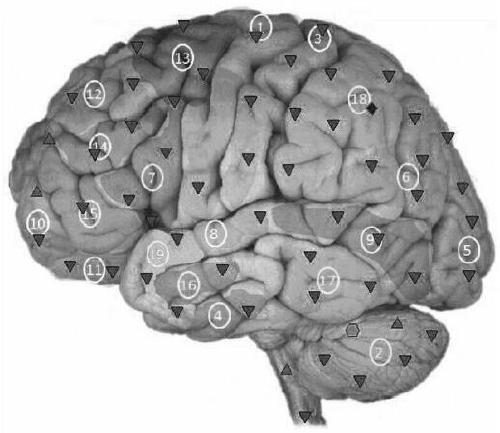 Analysis method of brain superiority ability